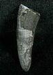 Miocene Aged Fossil Whale Tooth - #5668-1